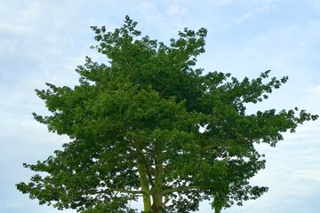 Fototapeta premium Lush Green Tree Against Blue Sky in Nature