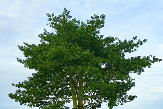 Lush Green Tree Against Blue Sky in Nature