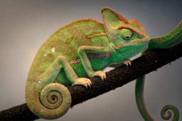 Fototapeta premium Veiled Chameleon Perched on a Tree Branch