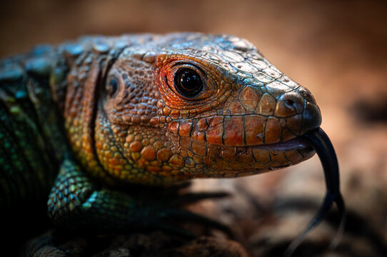 Close-Up of a Caiman Lizard Flicking Its Forked Tongue