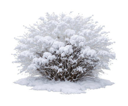 PNG Snow-covered shrub isolated on a gray background, winter nature