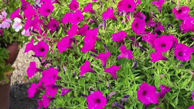 Vibrant petunia and geranium flowers blooming in a garden pot