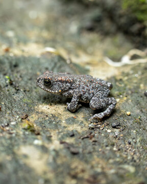 Common toad on the rock