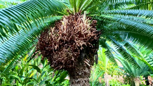 Sago palm tree sprouting new fronds