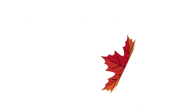Large Red Maple Leaf Drifting Through Open White Space with Rich Autumn Color and Elegant Seasonal Motion Prores Alpha 4K 60 fps