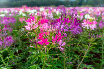 Naklejka premium Colorful Spider flowers garden in summer. Beautiful spider flower pink blossom in the flower field spring colorful garden. Cleome hassleriana Spring summer blossoming spider flower field colorful .