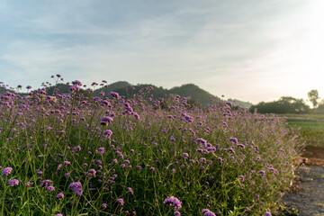 Obraz premium Verbena bonariensis violetta in the garden field of violet flowers of verbena bonariensis background Purpletop Vervain Flower .