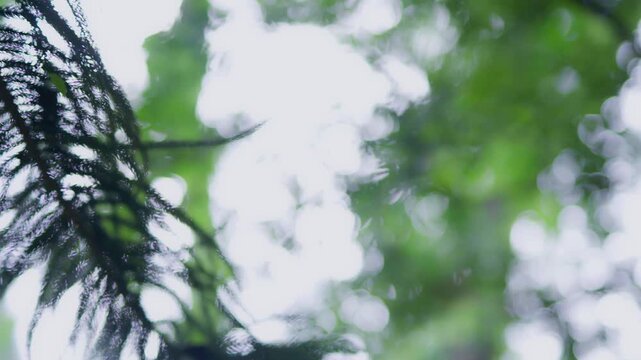 Beautiful nature background video of bright sunset. Nature, green, bokeh, sunlight.