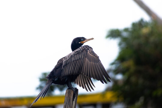 black crowned night heron