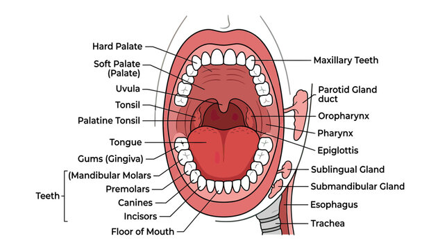 Anatomical illustration of human mouth and throat