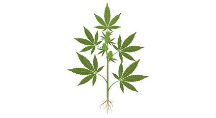Fototapeta premium A simple illustration of a green cannabis plant with visible roots on white background.