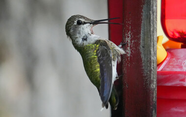Naklejka premium Kolibri (Hummingbird)