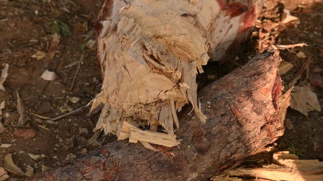 A person using a traditional hand axe to hew a rough wooden log resting. Traditional manual wood-chopping axe with a metal head and wooden handle. Its Commonly used in rural and village settings.