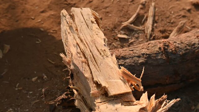 A person using a traditional hand axe to hew a rough wooden log resting. Traditional manual wood-chopping axe with a metal head and wooden handle. Its Commonly used in rural and village settings.