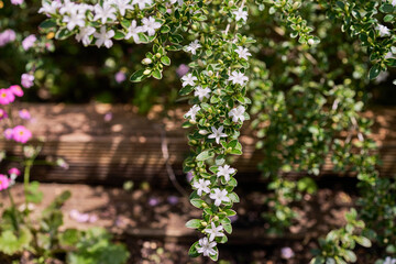 Fototapeta premium White variegated serissa flowers blooming on cascading branches in a sunny garden