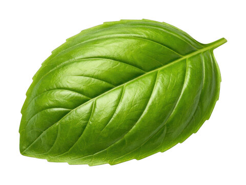 PNG Fresh green basil leaf on white background