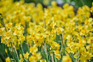 Obraz premium Yellow daffodil flowers blooming in a sunny spring garden