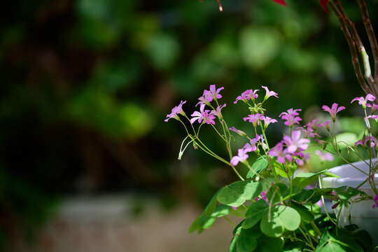 Pink wood sorrel flowers in sunlight with blurred green background and copy space