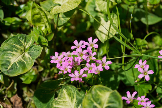 Pink wood sorrel flowers blooming among lush green foliage in bright sunlight
