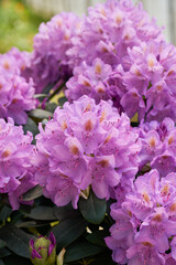 Fototapeta premium Purple azalea flowers blooming in dense clusters with lush green foliage