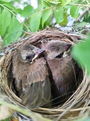 Two Baby Birds Snuggled in a Bird Nest © Evi