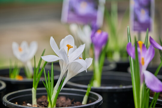 White crocus flower blooming among purple crocuses in garden pots