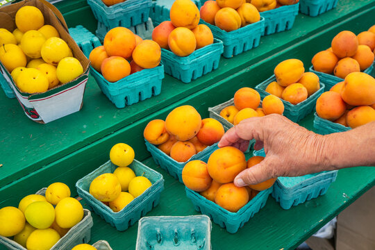 Close view of a shopper's hand picking up an orange in a farmer's market