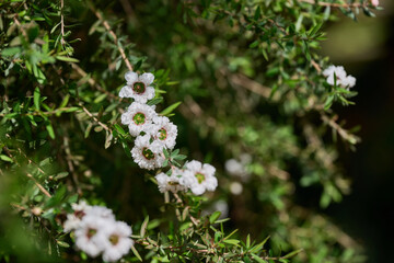 Fototapeta premium White Leptospermum flowers blooming on slender branches with green foliage