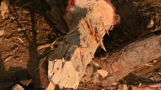 A person using a traditional hand axe to hew a rough wooden log resting. Traditional manual wood-chopping axe with a metal head and wooden handle. Its Commonly used in rural and village settings.