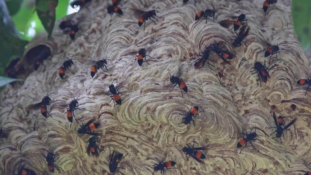 Wasp nest on a tree: A close-up image of a large wasp nest perched on a tree branch, with numerous wasps living inside.