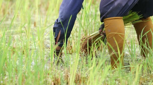 Rice Planting in Paddy Field: A farmer's hands deftly plant young rice seedlings into the flooded paddy field, showcasing traditional agricultural practices and the essential work of food cultivation.