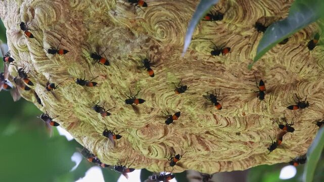 Wasp nest on a tree: A close-up image of a large wasp nest perched on a tree branch, with numerous wasps living inside.