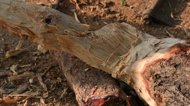 A person using a traditional hand axe to hew a rough wooden log resting. Traditional manual wood-chopping axe with a metal head and wooden handle. Its Commonly used in rural and village settings.
