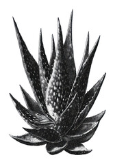 Naklejka premium PNG Vintage black and white succulent aloe vera botanical illustration