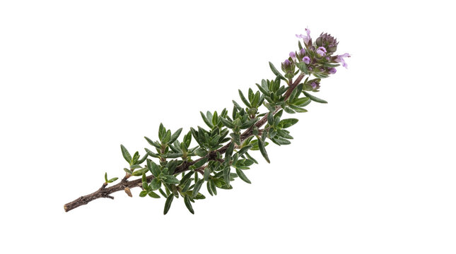 Fresh thyme sprig with purple flowers, aromatic culinary herb branch on white background, organic garden thyme for cooking