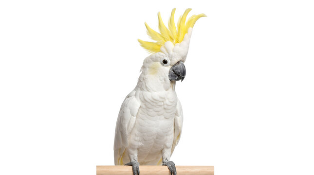 Sulphur-crested cockatoo with yellow crest on white background, exotic white parrot perched on wood, tropical bird portrait