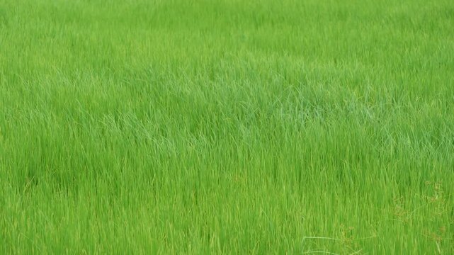 Vibrant Green Grass Field: A full frame shot showcasing a lush, vibrant green grass field, suggesting growth and natural beauty.