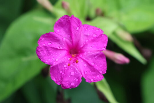 A pink four-o'clock flower with raindrops on it