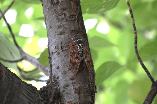 A cicada on tree