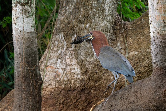 Rufescent Tiger Heron - Tigrisoma lineatum, beautiful colored heron found in wetlands from Central America and South America, Pantanal, Brazil.