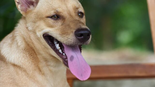 Happy Dog's Tongue: A close-up of a dog's face, with its tongue out and panting happily. The dog has a warm smile and a speckled tongue.