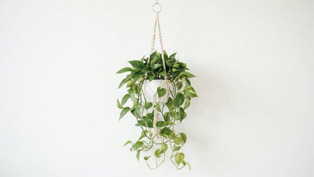 Hanging pothos houseplant in white ceramic pot with macrame hanger on white wall