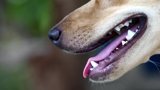 Dog's Open Mouth and Tongue Close-up: A detailed, up-close shot showcases the open mouth of a dog, revealing its sharp teeth and long, pink tongue against a softly blurred natural background.