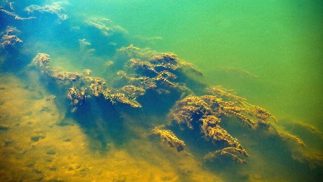 Green aquatic plants and pondweed growing under muddy river water with sunbeams. Underwater freshwater ecosystem, river bottom flora and nature background.