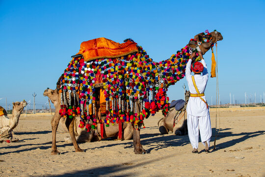 Indian handler in traditional white attire and red turban adjusting colorful handmade pompom decorations on camel standing in desert under blue sky during a cultural festival, India, Rajasthan
