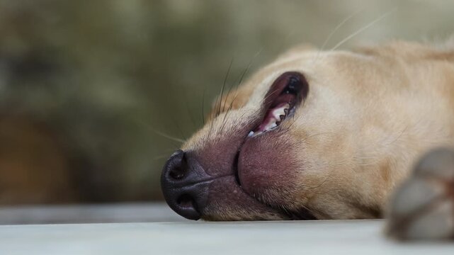 Dog Sleeping Peacefully: A close-up shot captures a golden-colored dog in a deep slumber, its face relaxed and tranquil, embodying comfort and rest.