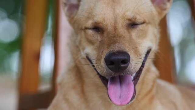 Joyful Canine: A contented dog with closed eyes and a wide smile radiates happiness, tongue lolling out in pure delight.