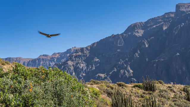 The condor flies over the mountains in the blue sky, spreading its wings. The silhouette of a beautiful bird of prey. There are green plants, grass, and cacti in the valley. Peru. Colca Canyon
 