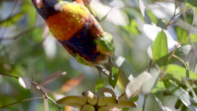 Rainbow Lorikeet parrot australian feeding