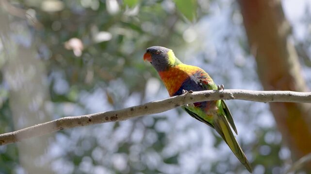 Rainbow Lorikeet parrot australian feeding
